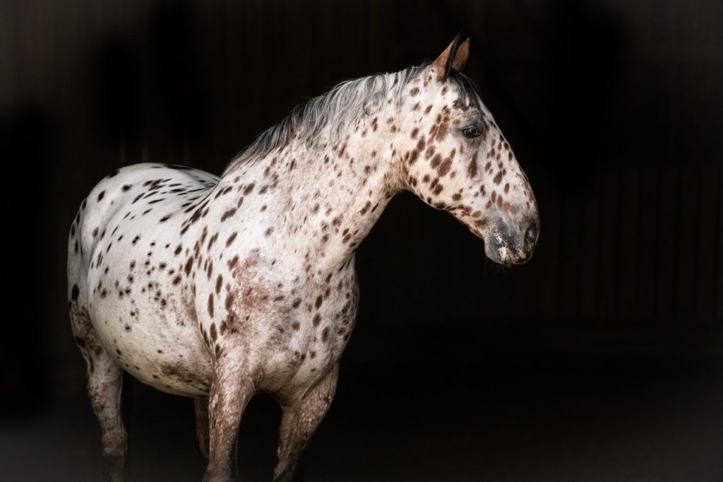 Pferd1
